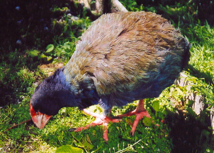 Takahe