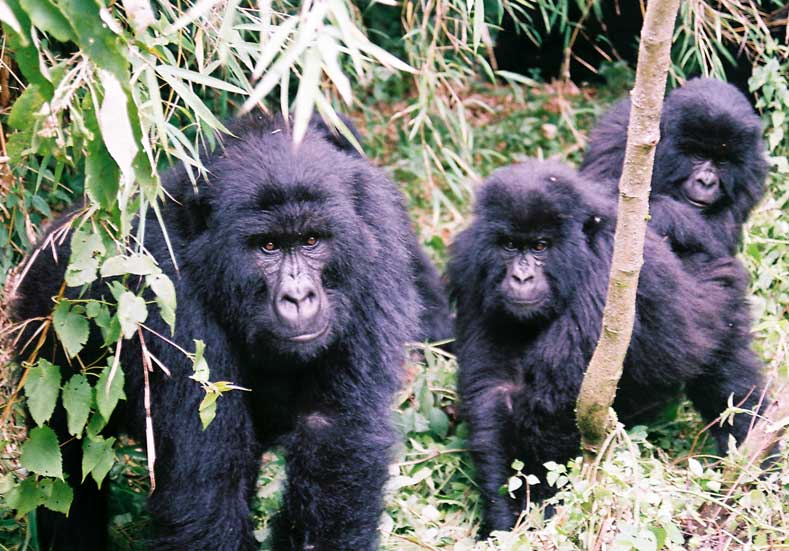 Gorillas virungas