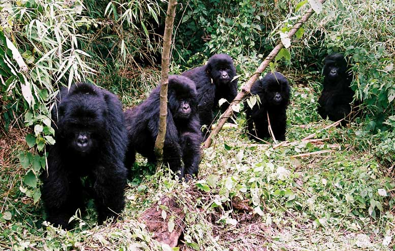 gorillas virungas