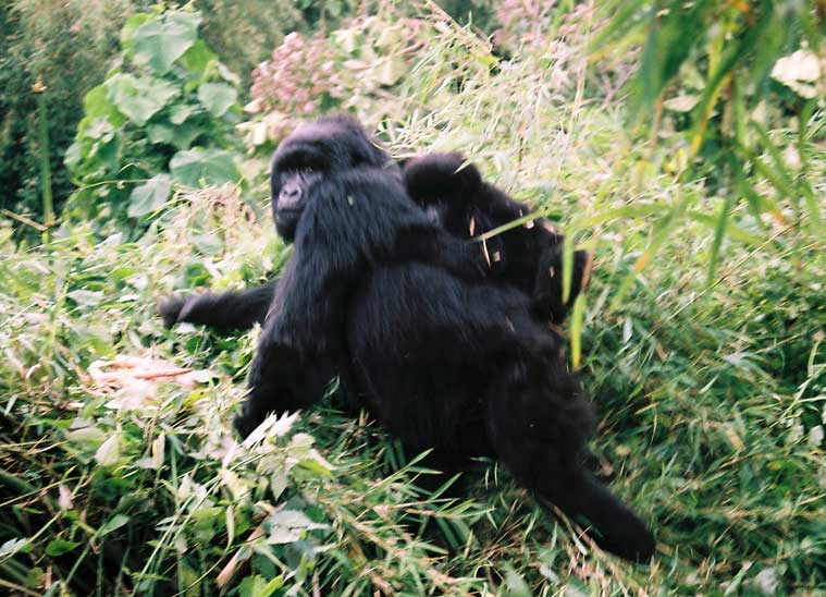 gorillas virungas