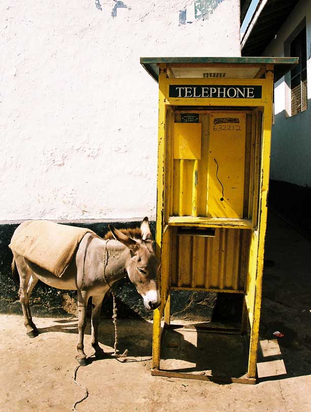 Donkey On Phone