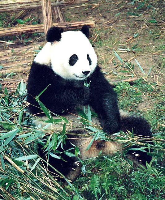 Chengdu panda