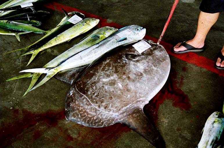 Chengkung fish auction