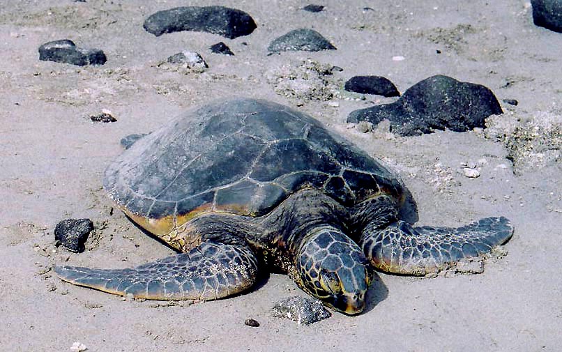 Hawaiian sea turtle