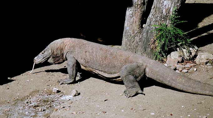 Komodo dragon