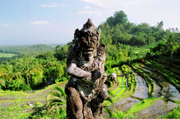 Rural balinese rice terraces