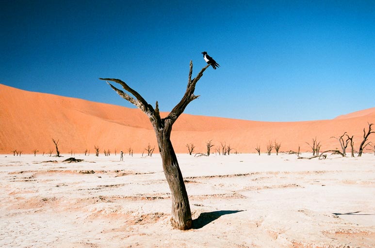 Dead Vlei