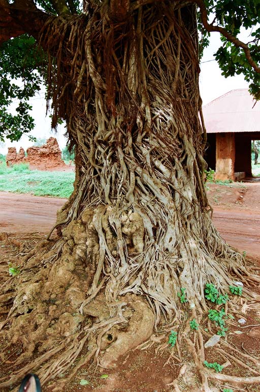 dahomey tree